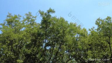 夏日风格绿色植物树木实拍